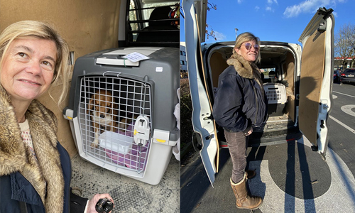 Les premiers beagles chez BoB